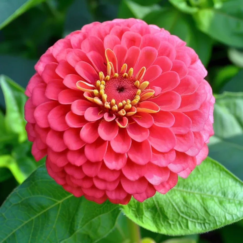 Zinnia 'Attraktion', korall