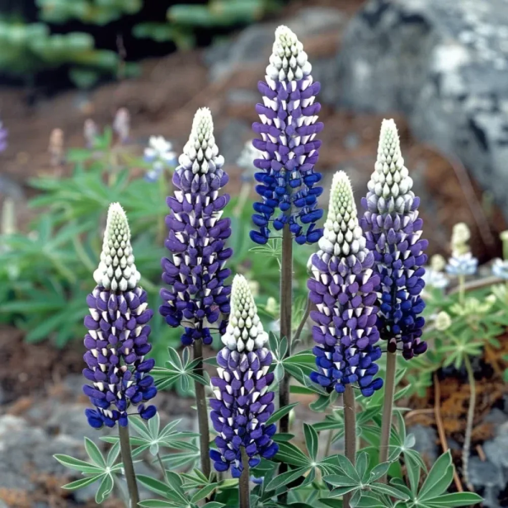 Blomsterlupin 'Russel'