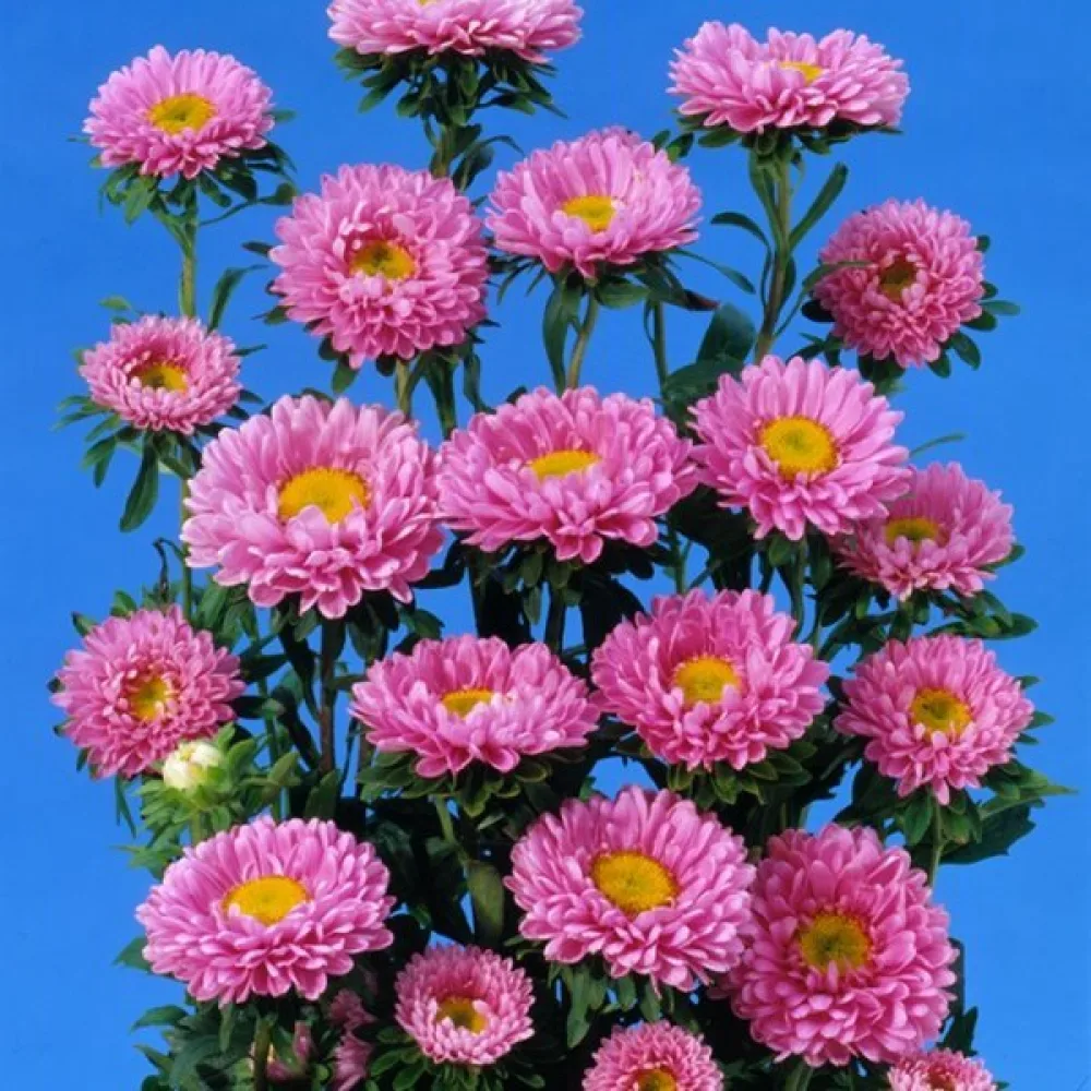 Sommaraster 'Baronesse' – rosa