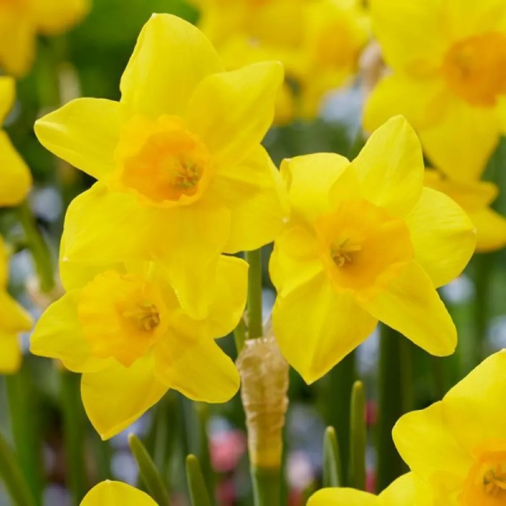 Narciss 'Garden Opera'
