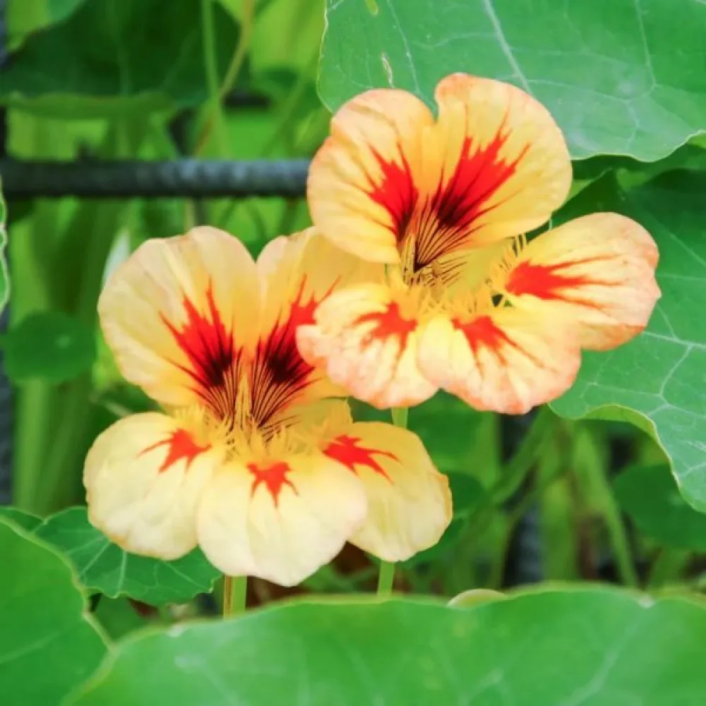 Krasse 'Peach Melba'