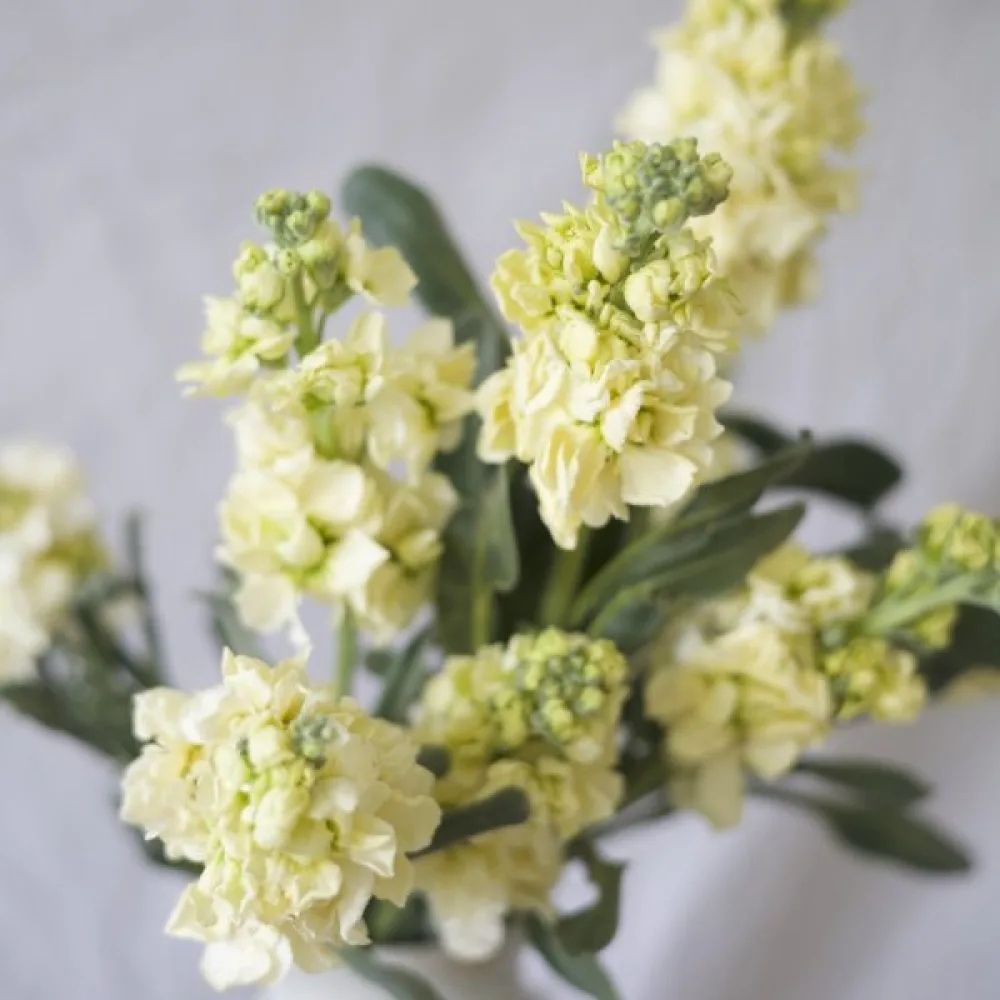 Lövkoja Matthiola incana, gul