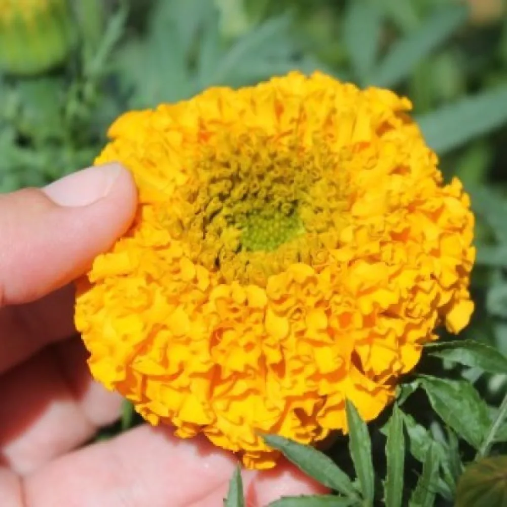 Afrikansk tagetes 'Sierra Gold'