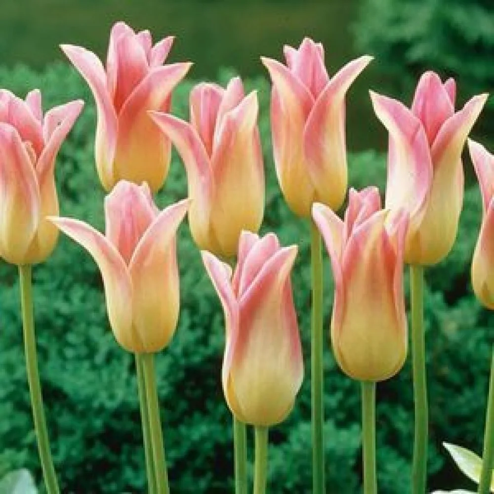 Tulpan 'Elegant Lady'