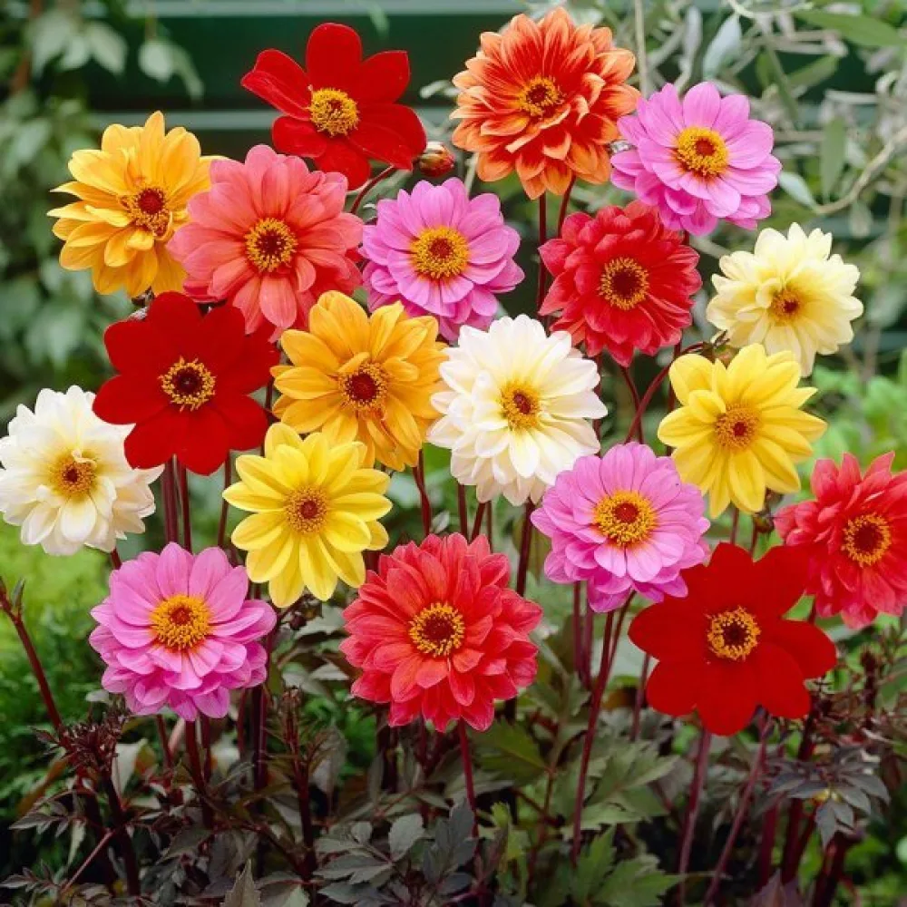 Lågväxande dahlia, mörkbladig – blandning