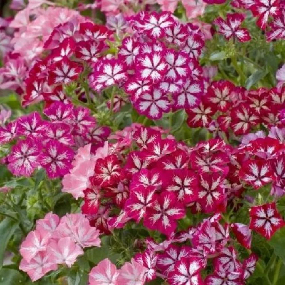 Sommarflox 'Starry Eyes'