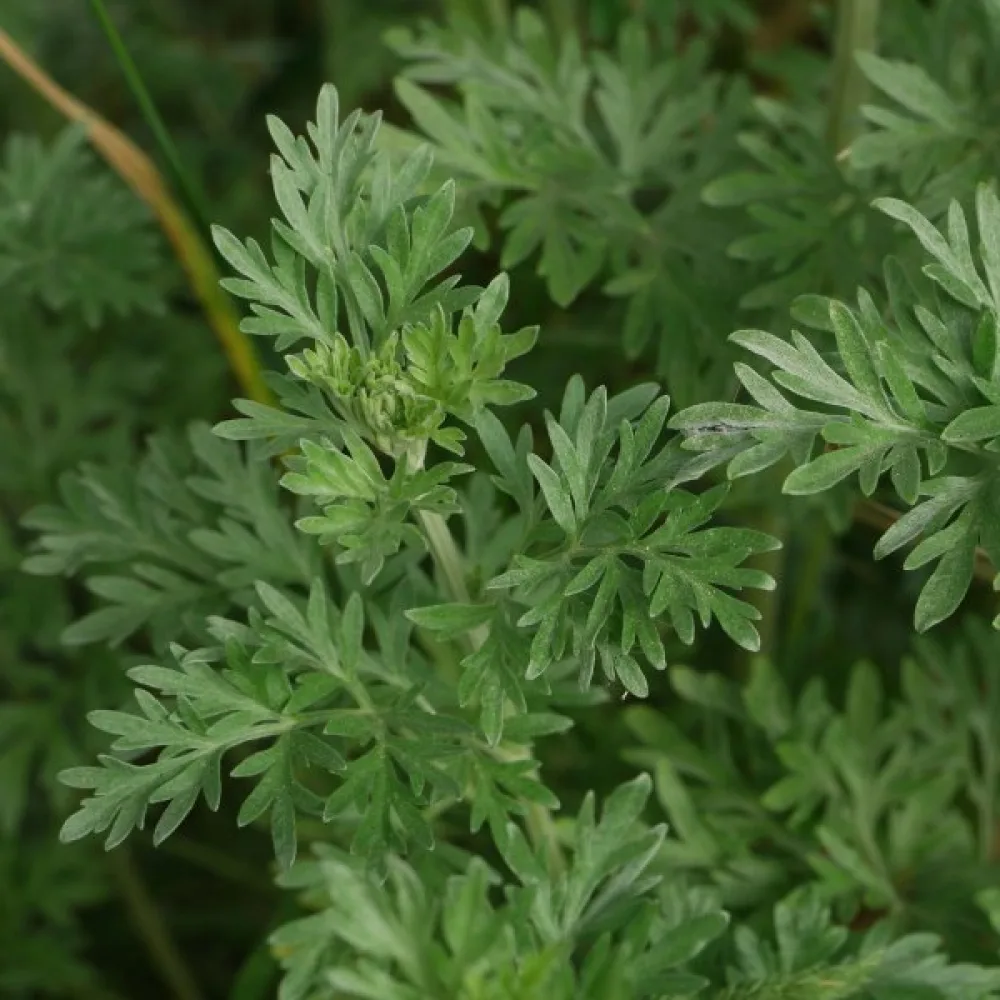 Malört Artemisia absinthium