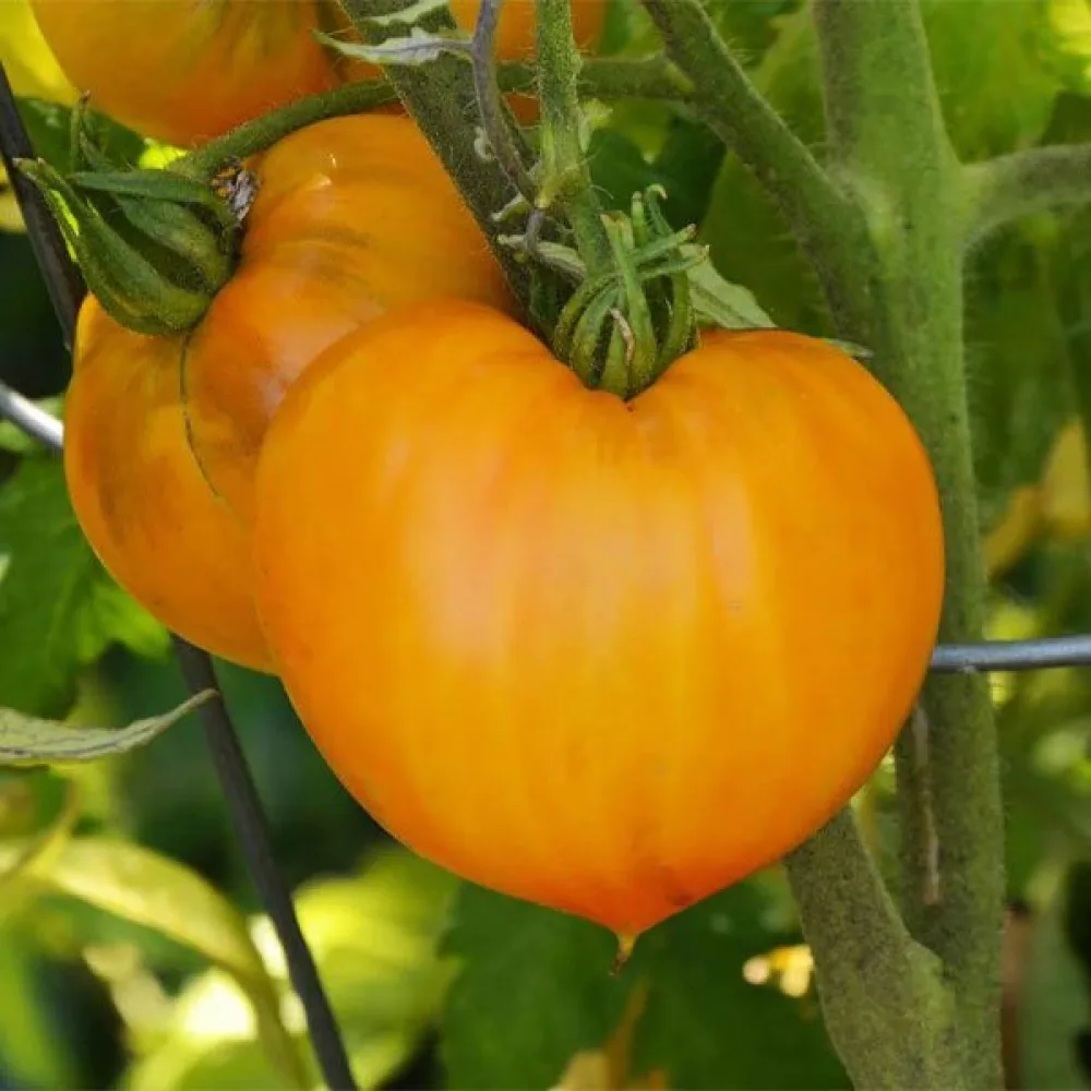 Tomat 'Oxheart Orange'