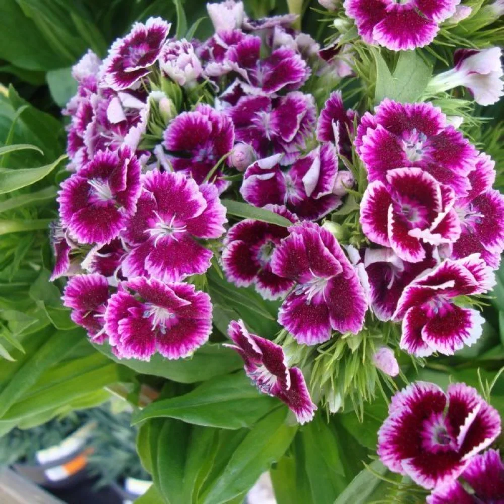 Kinesisk nejlika 'Persian Carpet' – mix