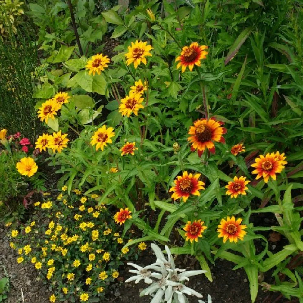 Zinnia haageana 'Old Mexico' (blandning)