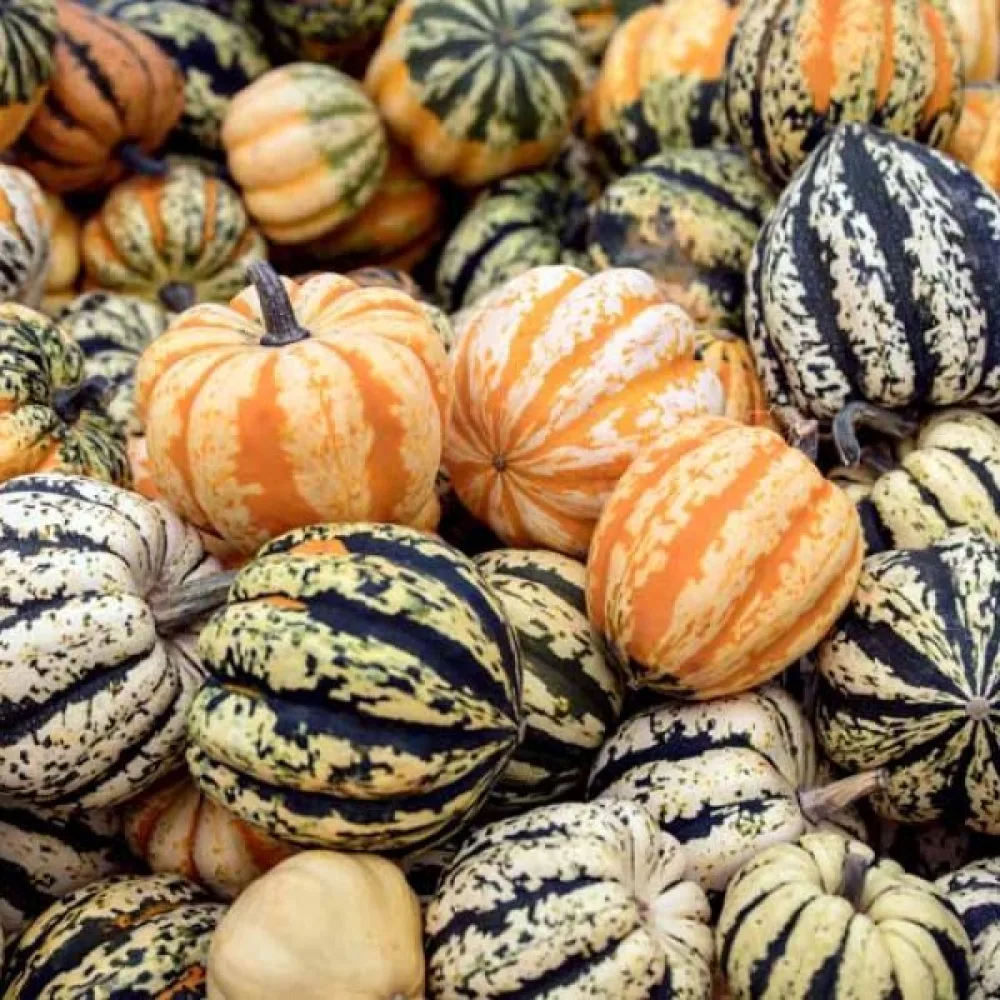 Pumpa 'Ball Bicolour'