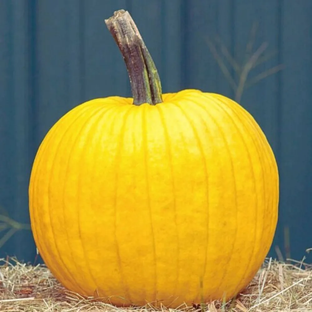 Pumpa 'Bambino'