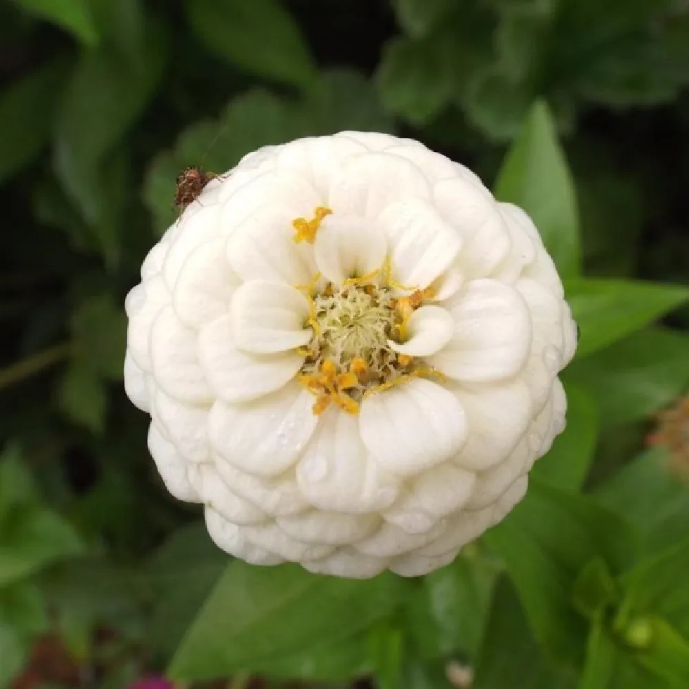 Zinnia 'Lilliput White Gem'