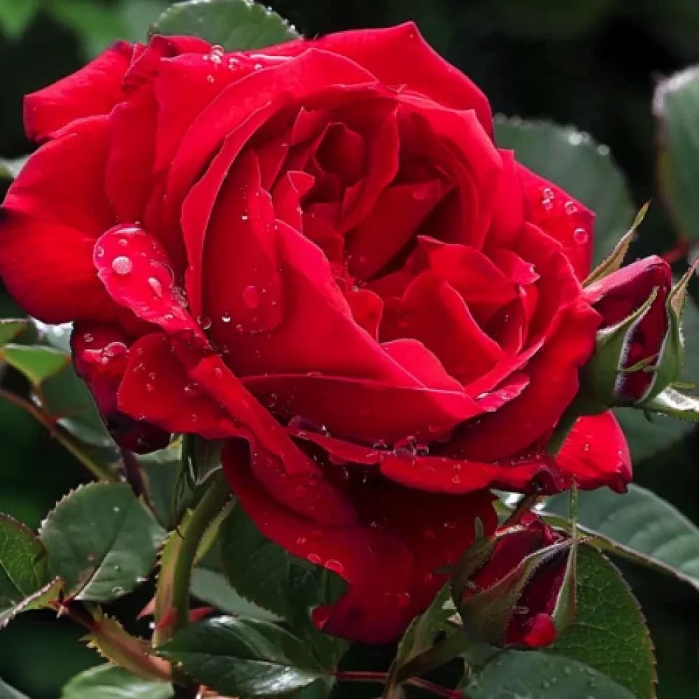 Ros 'Red Star'