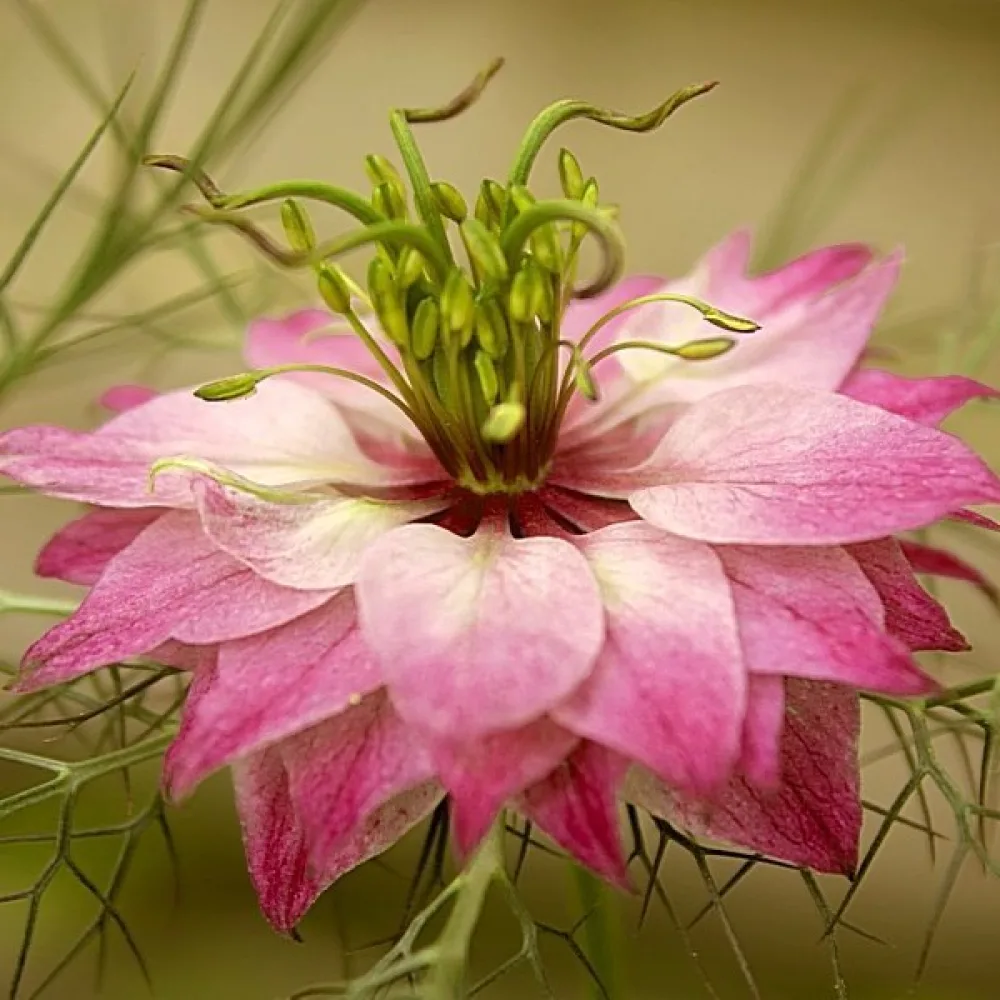 Jungfrun i det gröna 'Persian Rose'