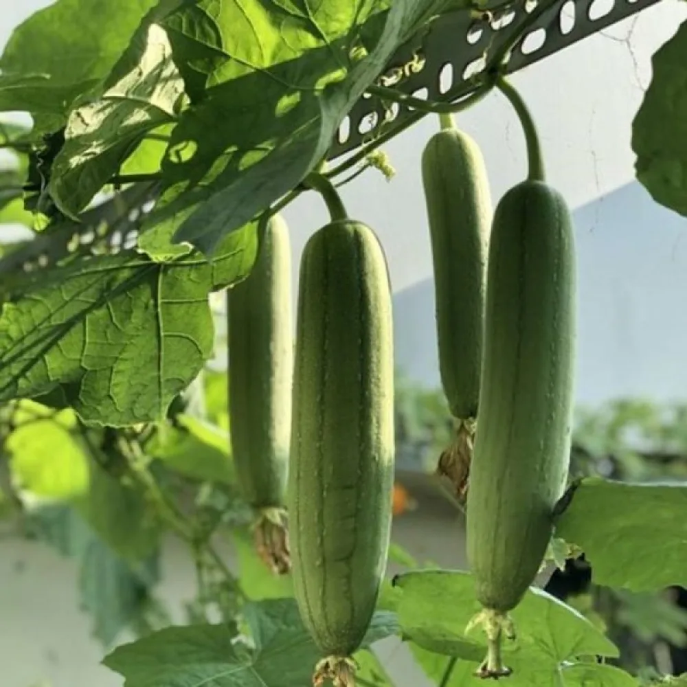 Luffa (svampgurka)