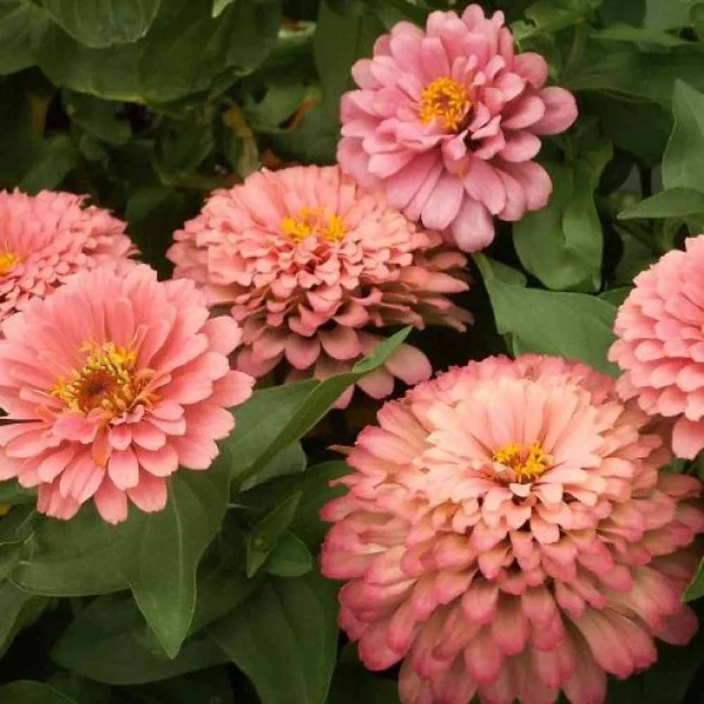 Zinnia 'Salmon Queen'