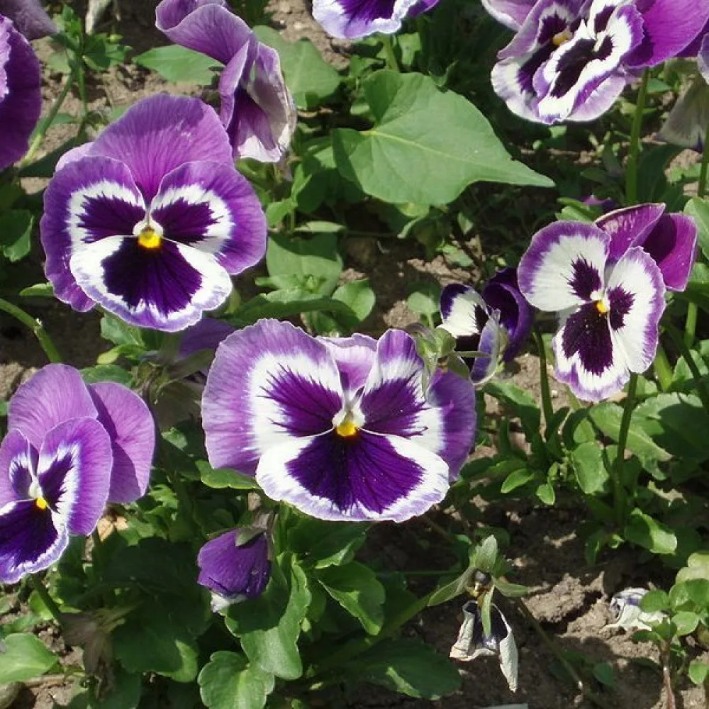 Pensé 'Springtime Cassis'