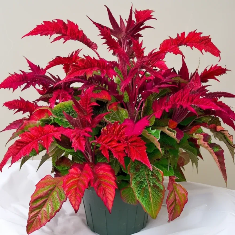 Amarant 'Molten Fire'