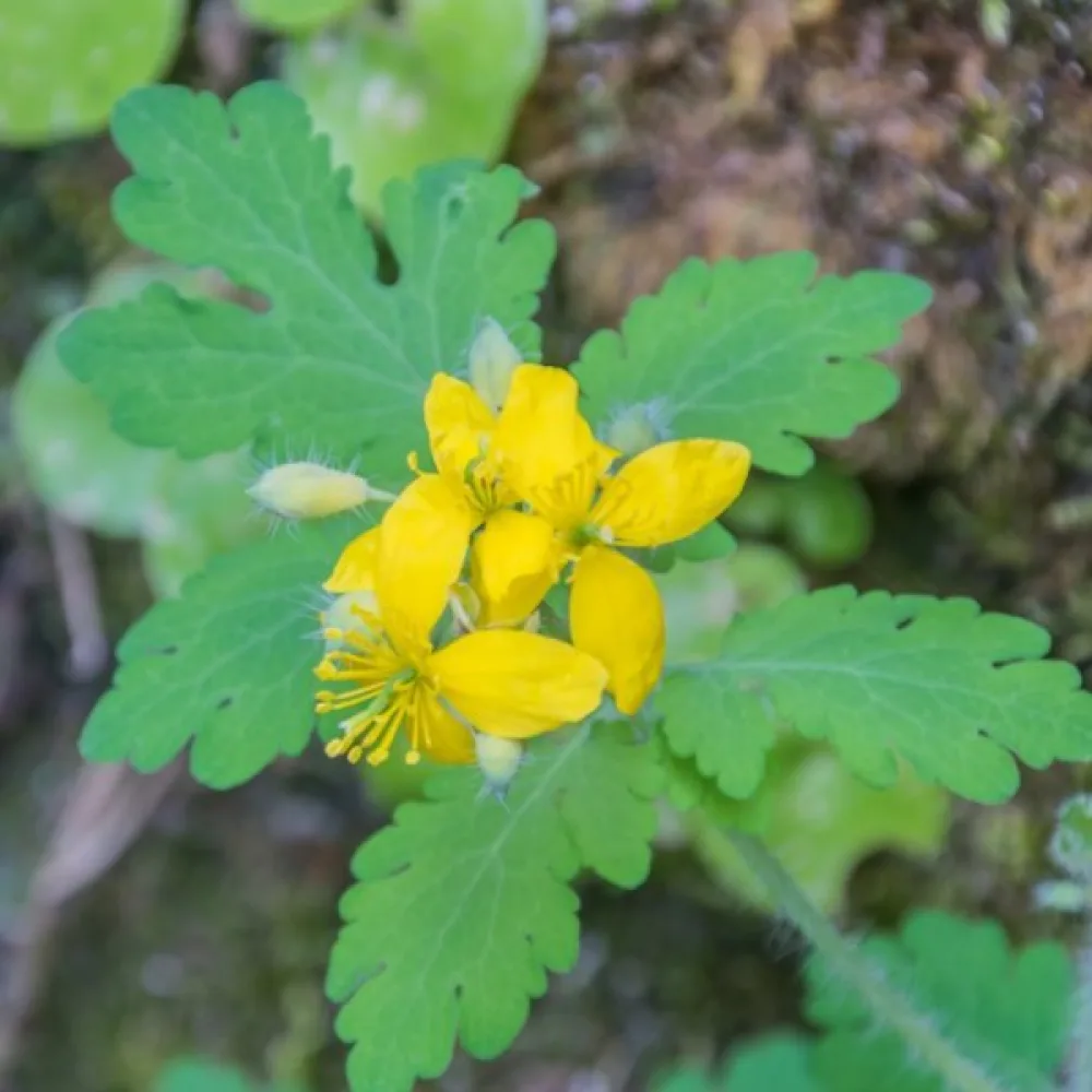 Skelört Chelidonium majus