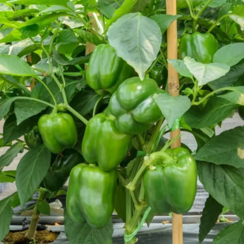 Paprika 'California Wonder'