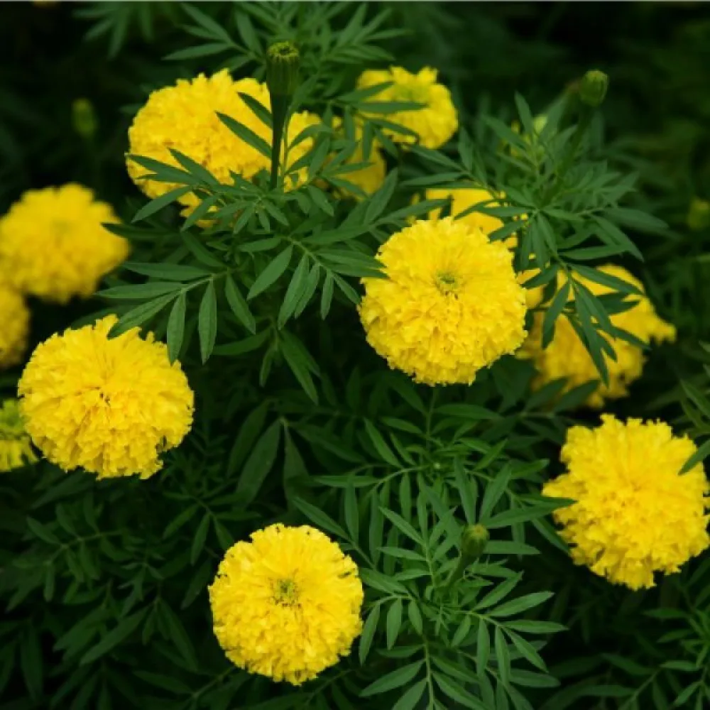 Afrikansk tagetes 'Golden Age'