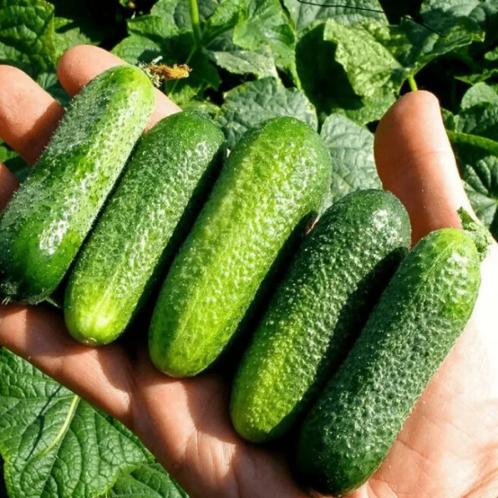 Druvgurka 'Libelle' F1