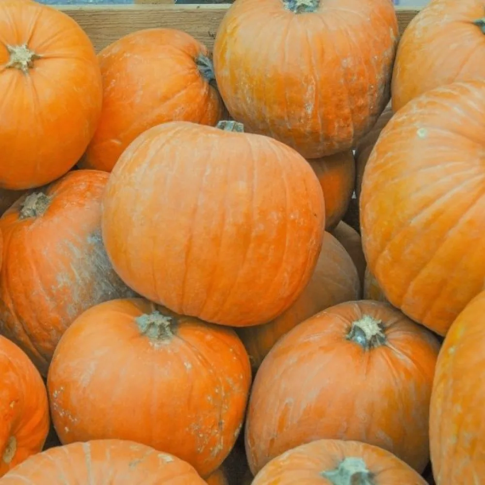Pumpa 'Otylia F1'