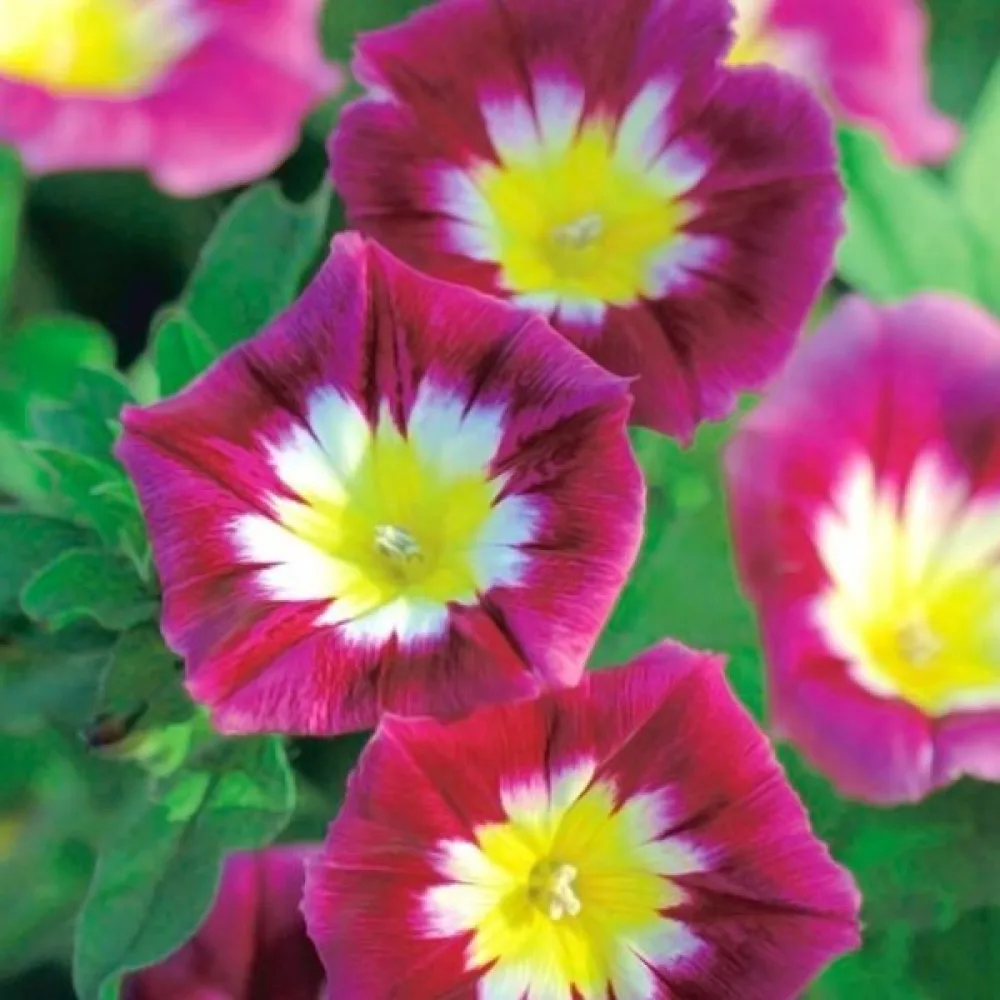 Praktvinda 'Red Ensign'