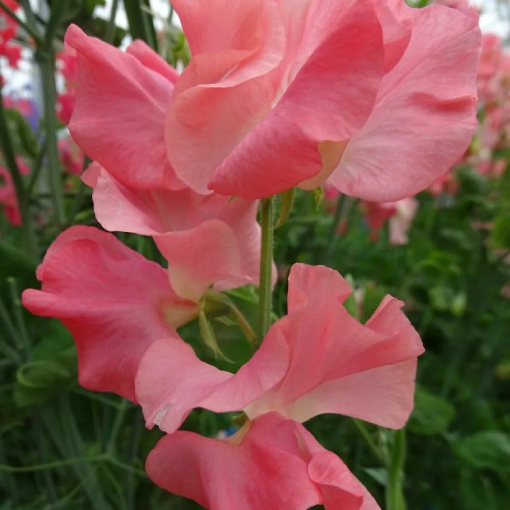 Luktärt 'Princess Elisabeth'