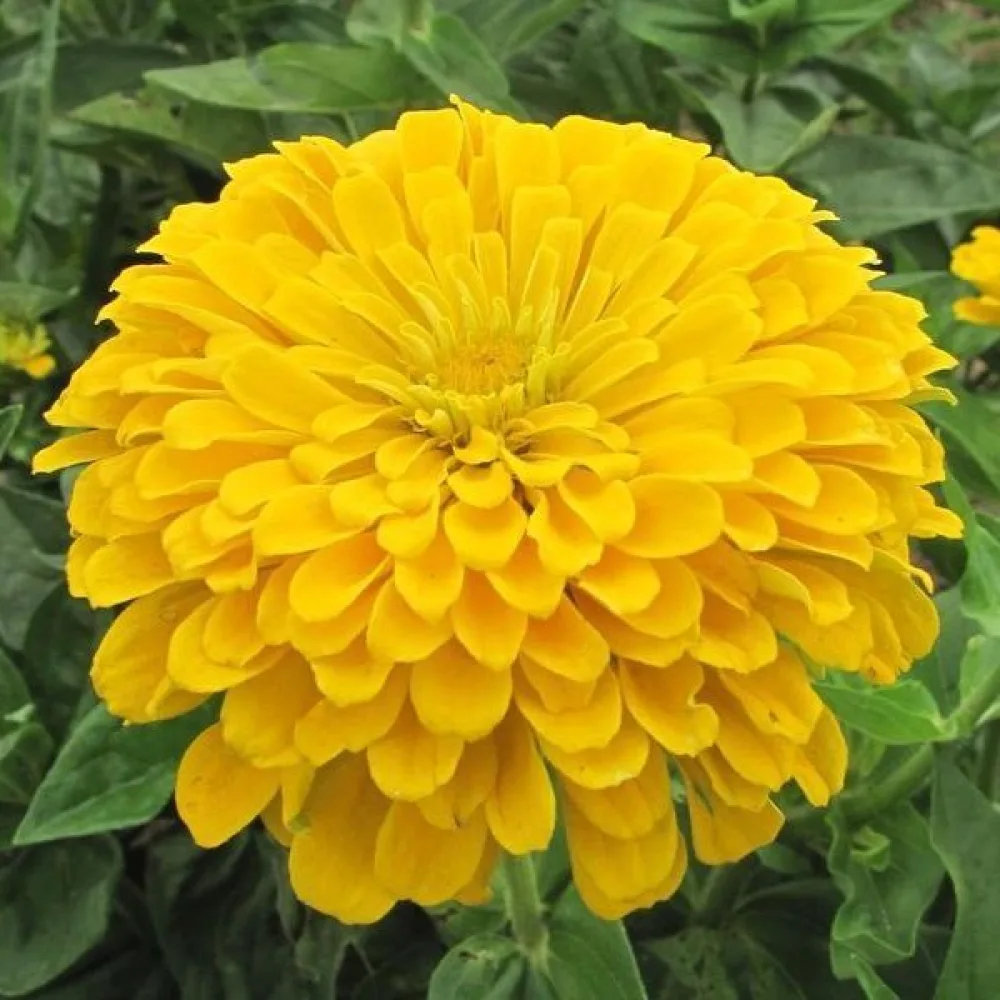 Zinnia 'Super Yoga Golden Yellow'