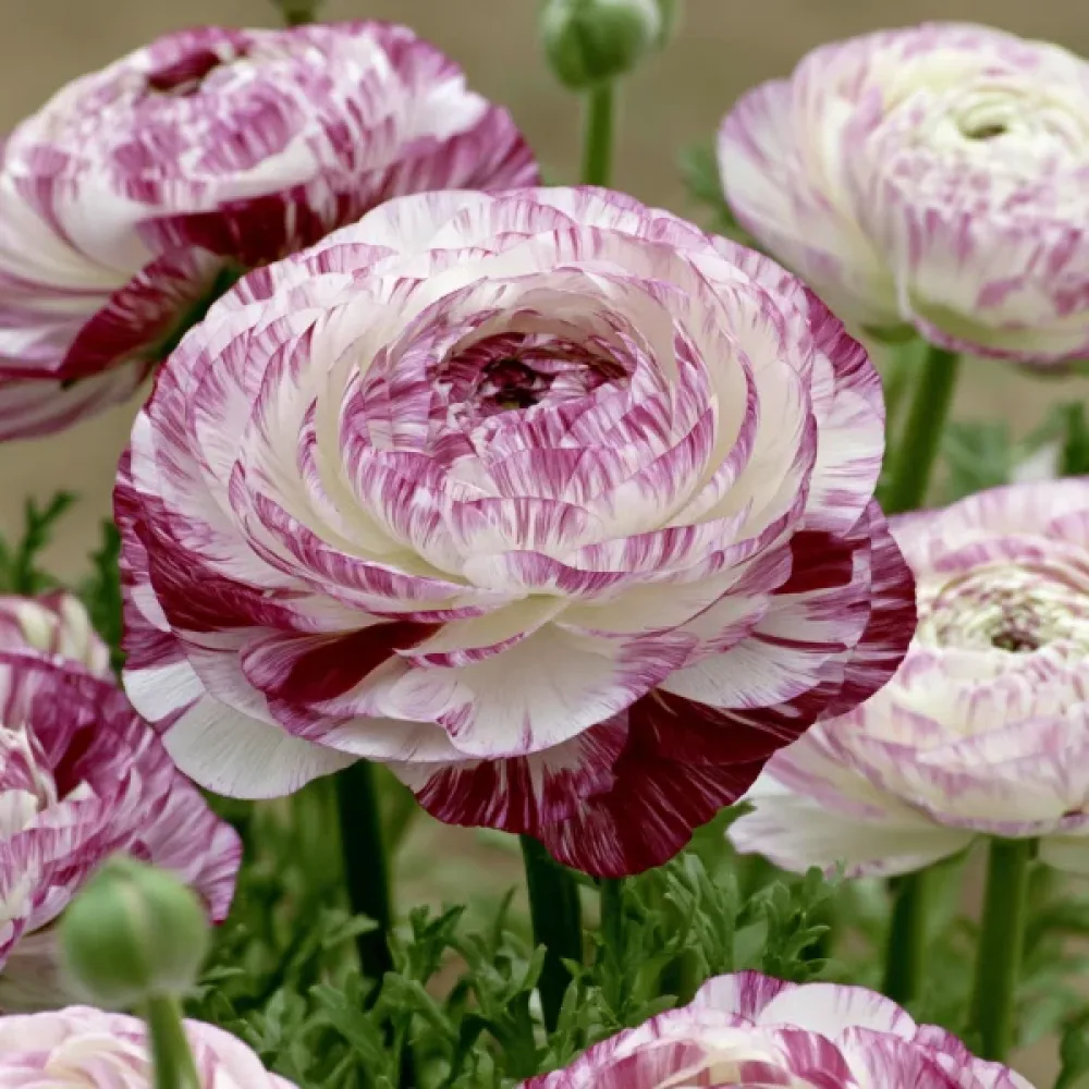 Ranunkel 'Elegance Bianco Striato'