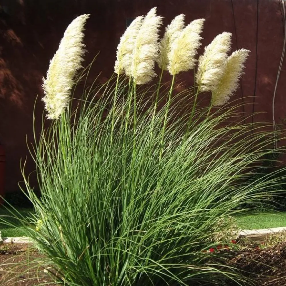 Pampasgräs 'Pampas Plume' vit