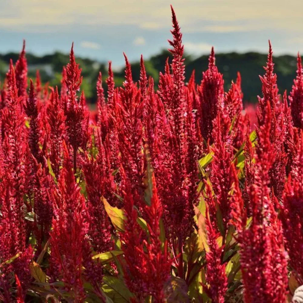 Plymcelosia 'Forest Fire', röd med mörkgröna blad
