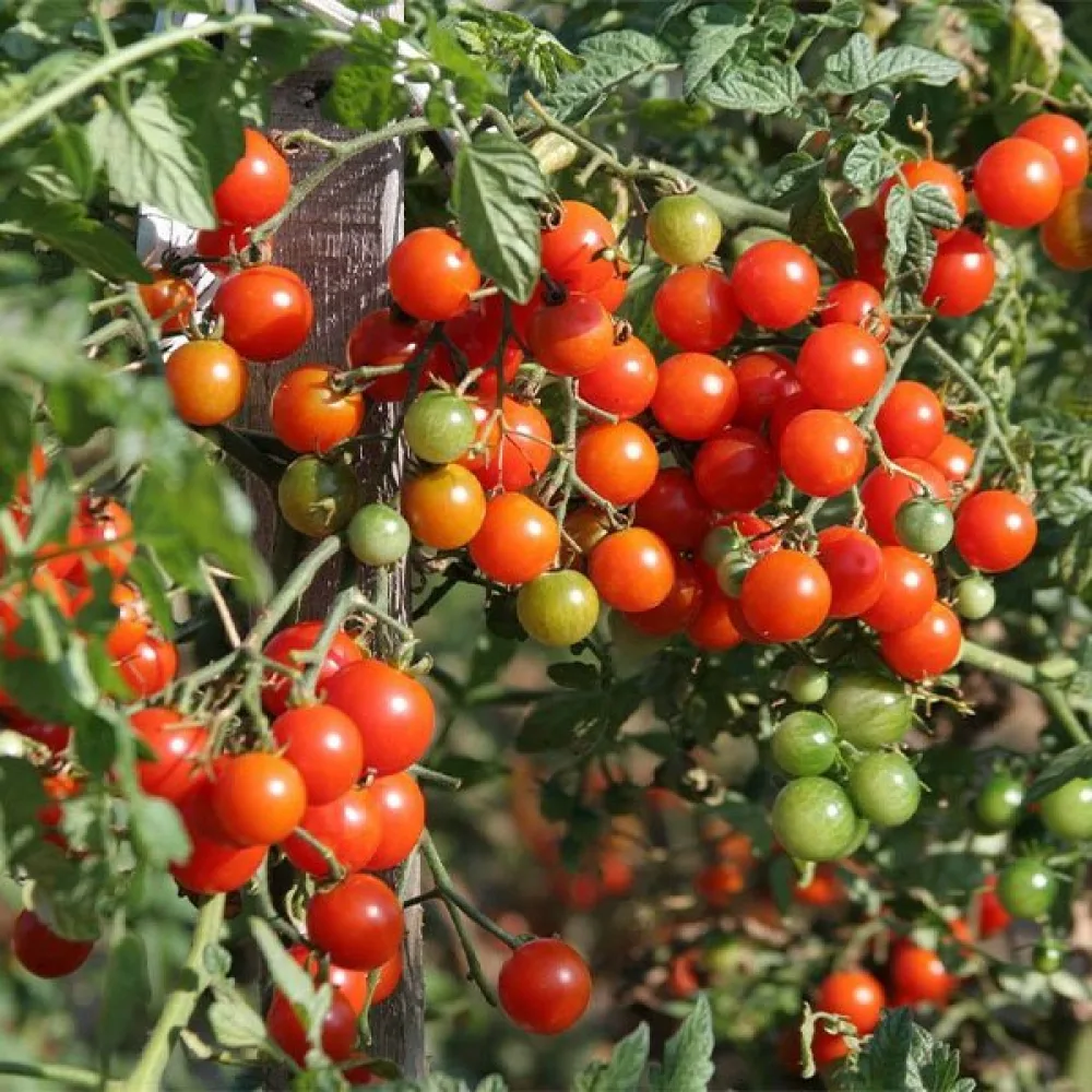 Körsbärstomat 'Cerise Ciliega'