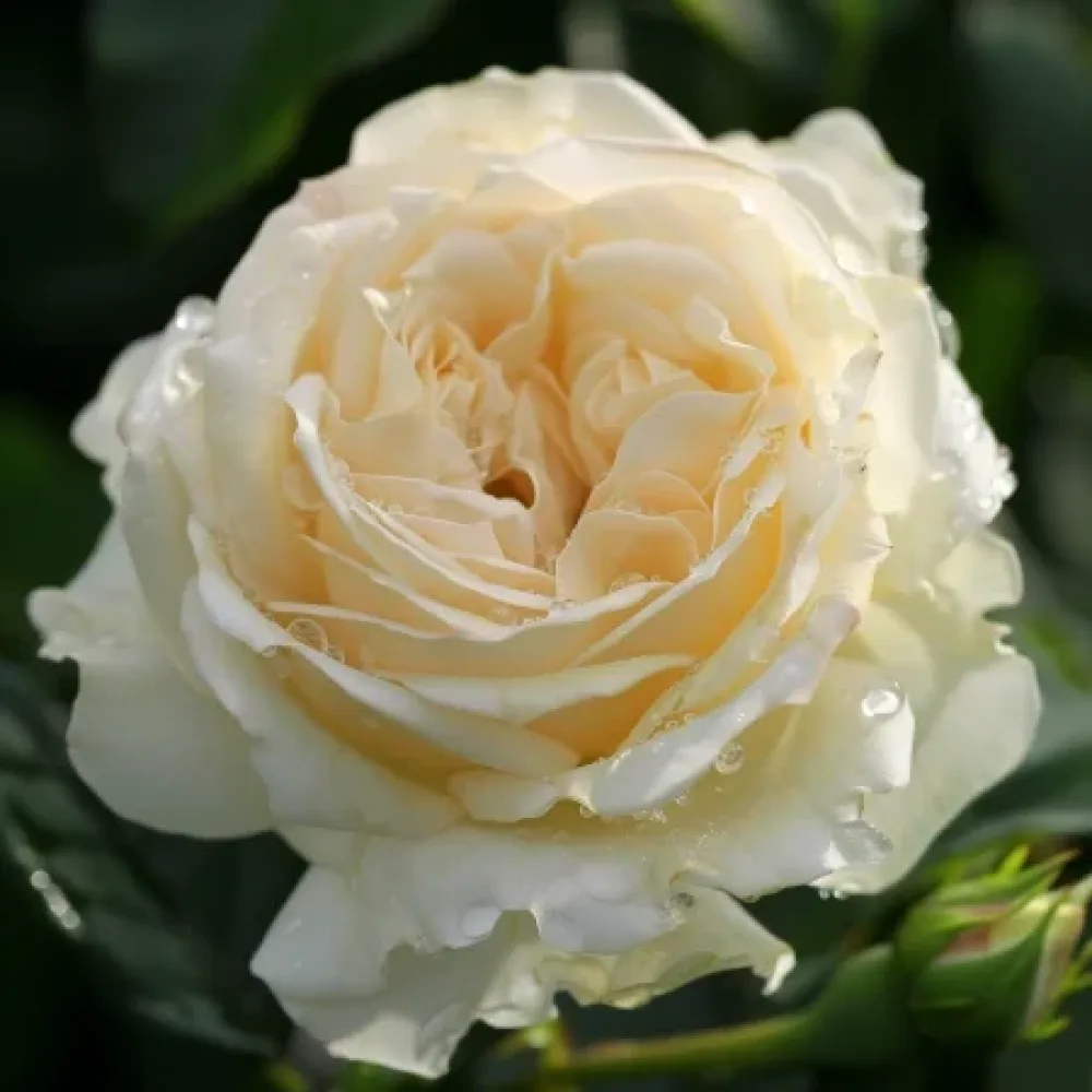 Ros 'Vanilla Dream' – barrotad