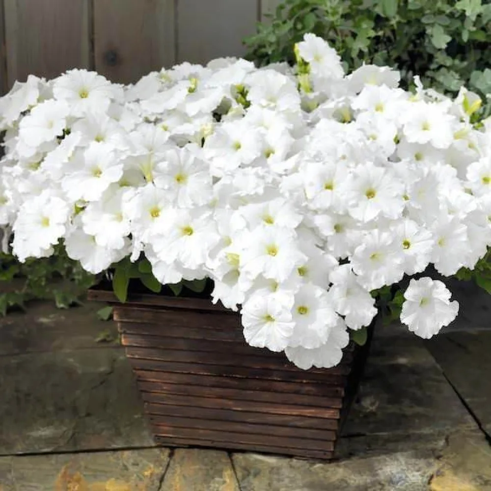 Petunia 'Snowball'