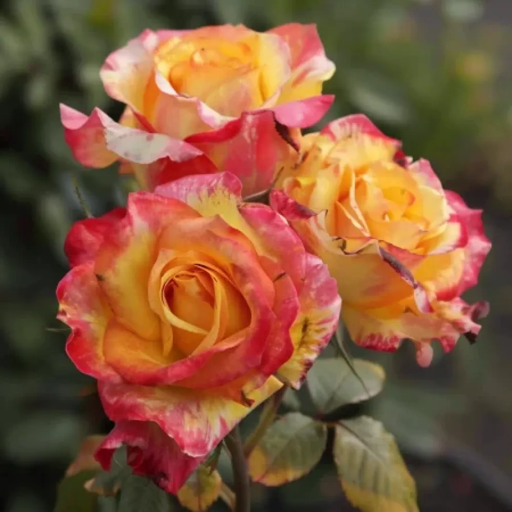 Ros 'Golden Orange Whirlwind' – barrotad