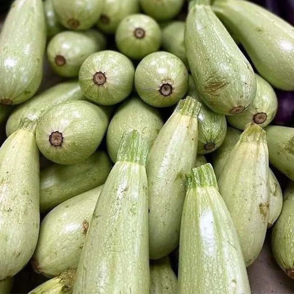 Zucchini 'Greta F1'