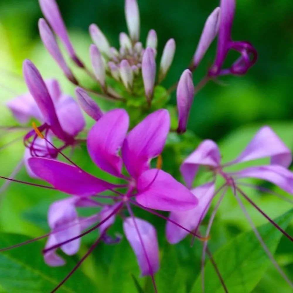 Paradisblomster 'Violet Queen'