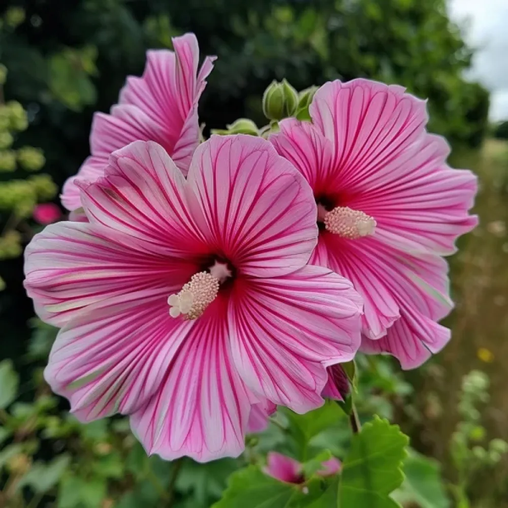 Praktmalva Malope trifida, rosa