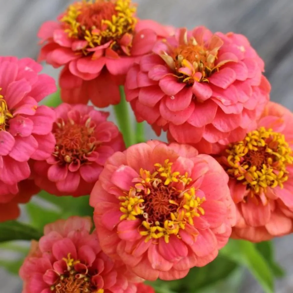 Zinnia 'Salmon Gem'