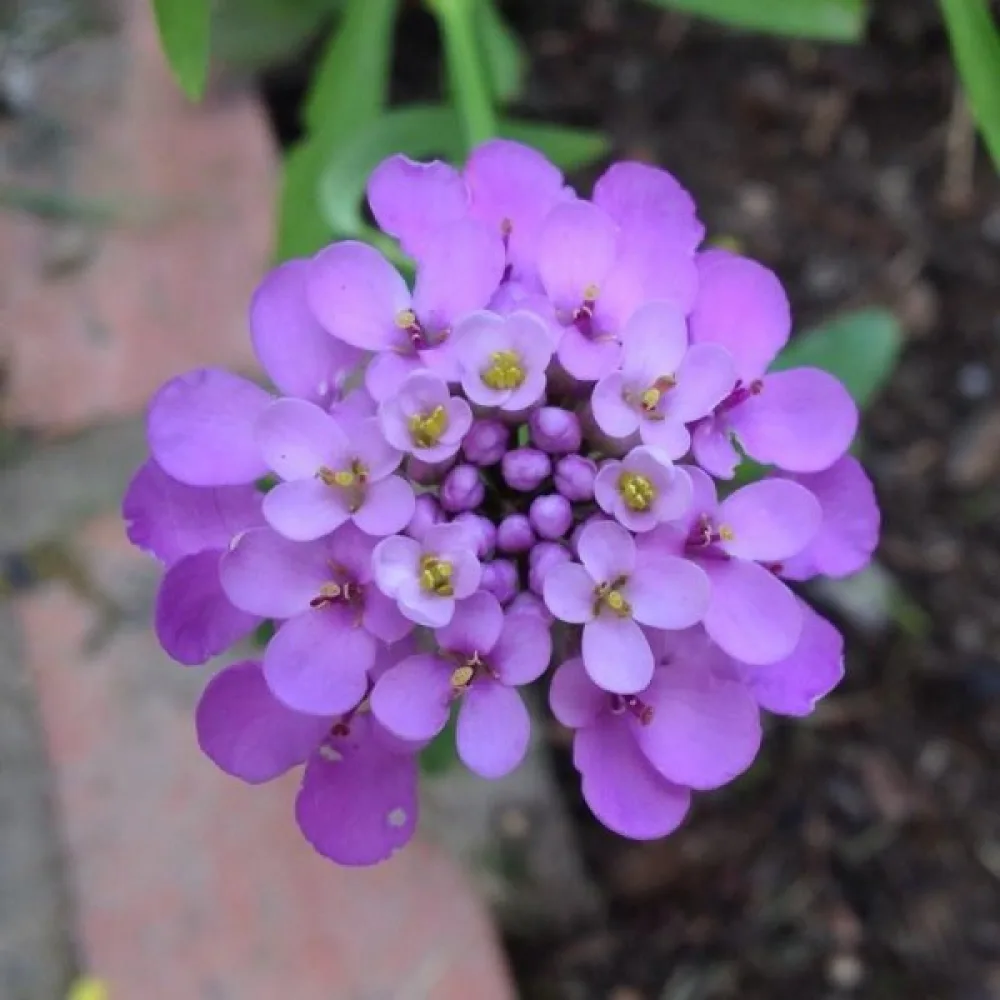 Iberis 'Cardinal' – violett