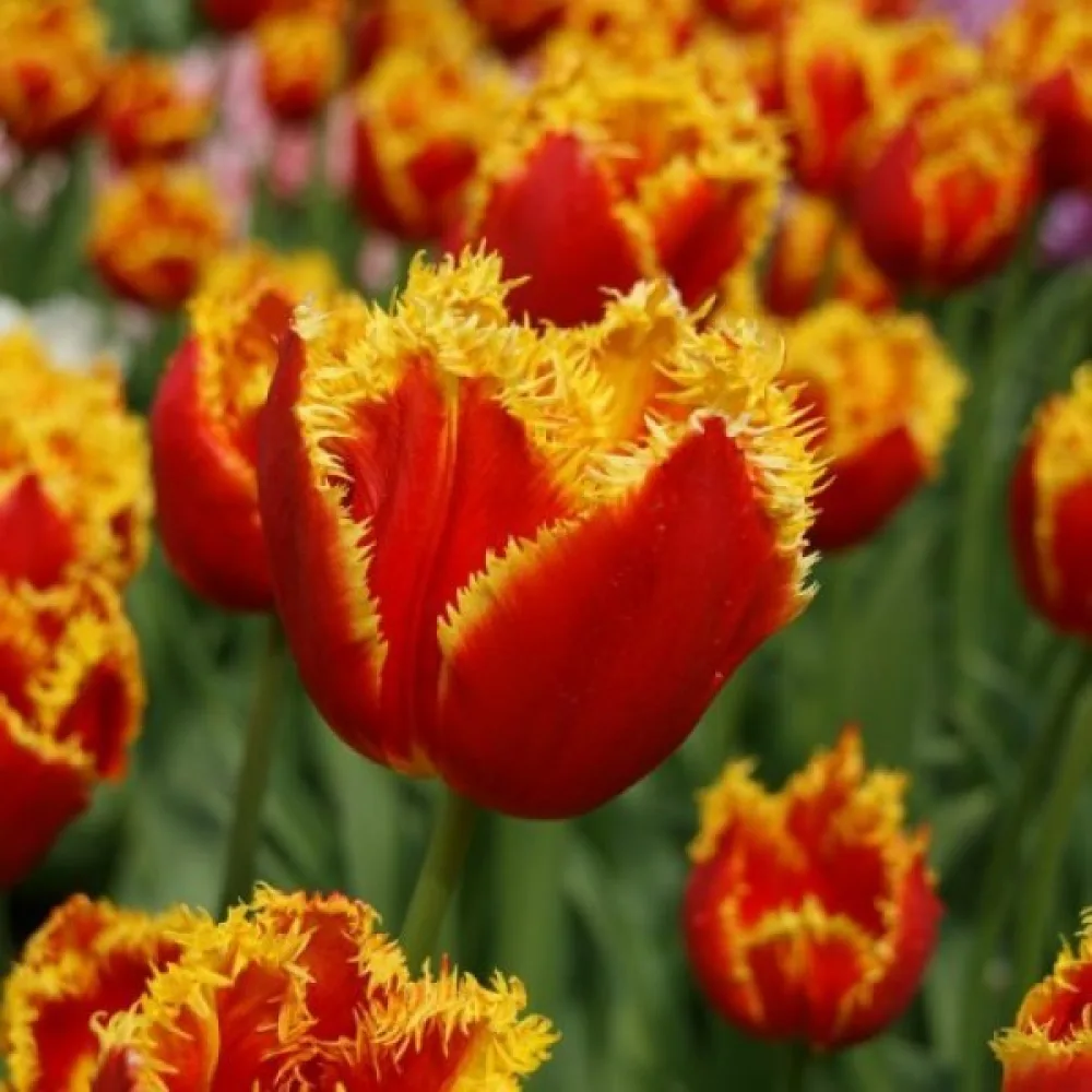 Tulpan 'Davenport'
