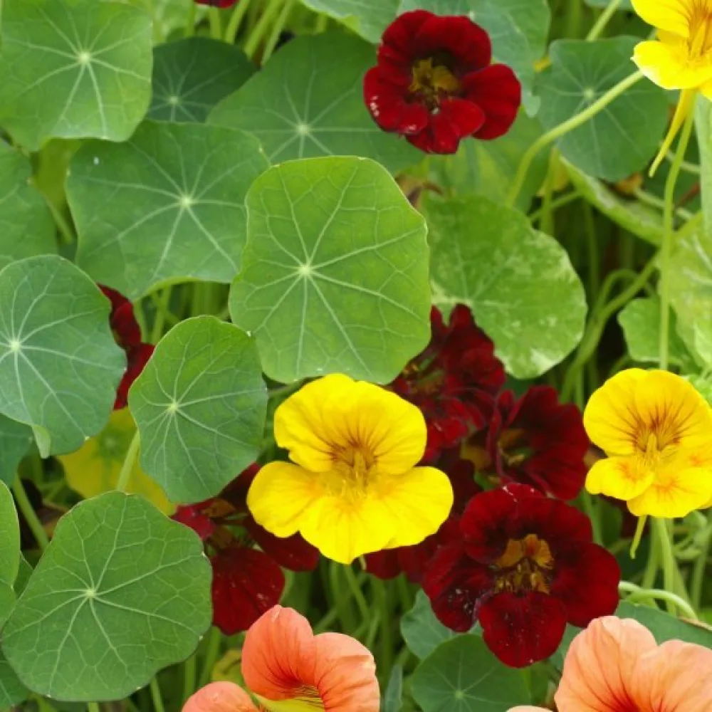 Krasse 'Strawberry Gem' (blandning)