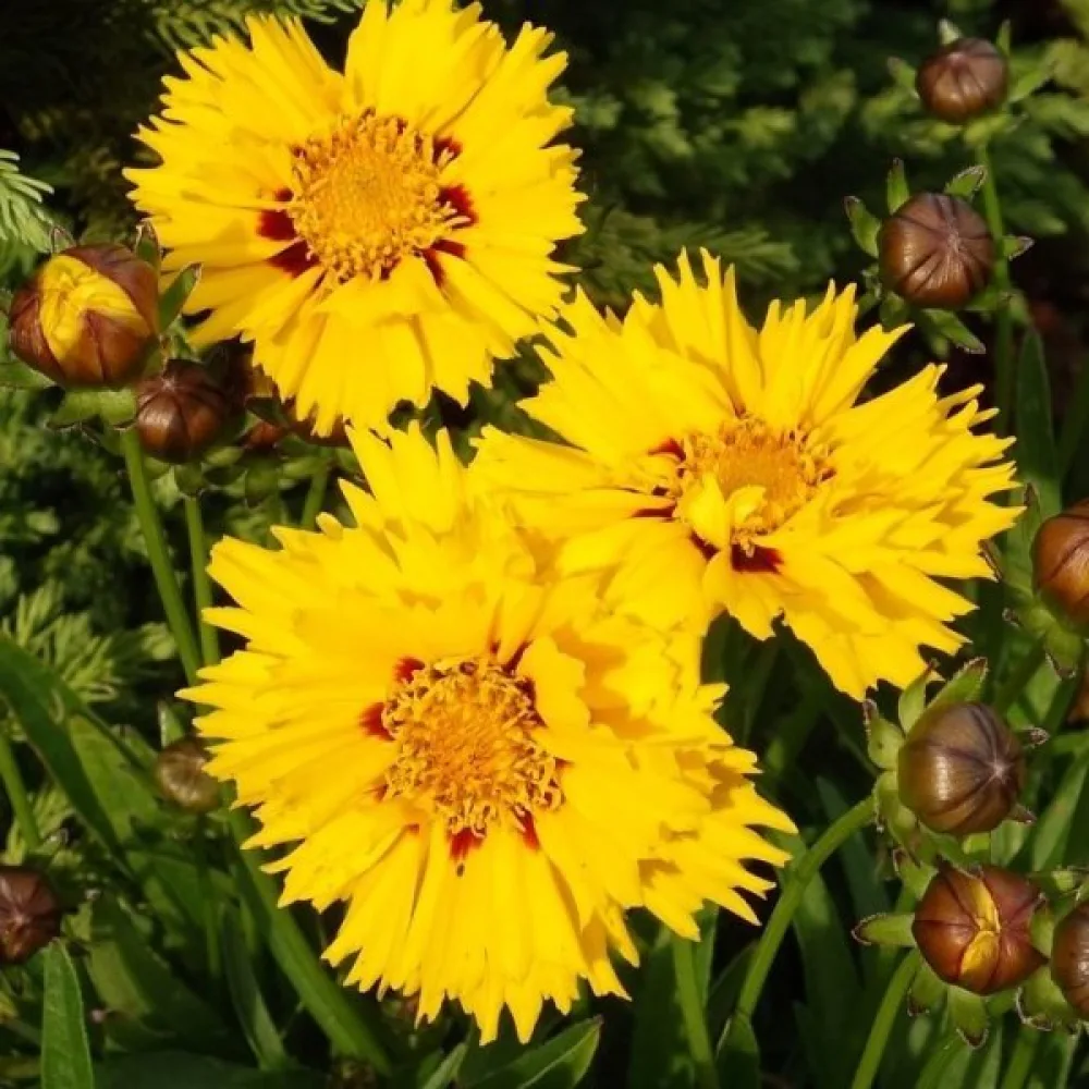 Skönöga 'Golden Crown'