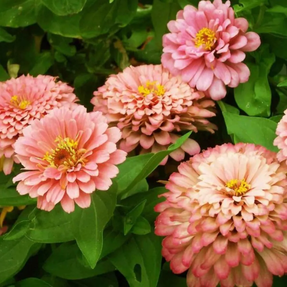 Zinnia 'Super Yoga Salmon'