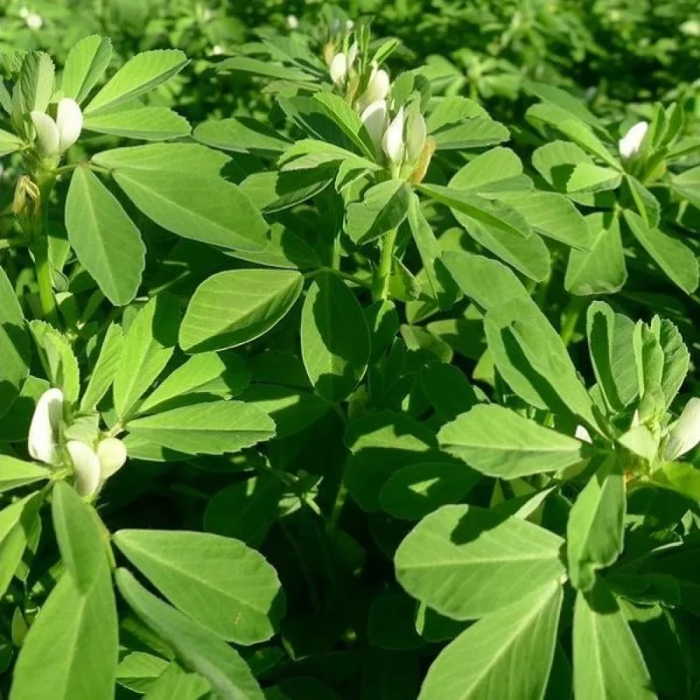 Bockhornsklöver Trigonella foenum-graecum