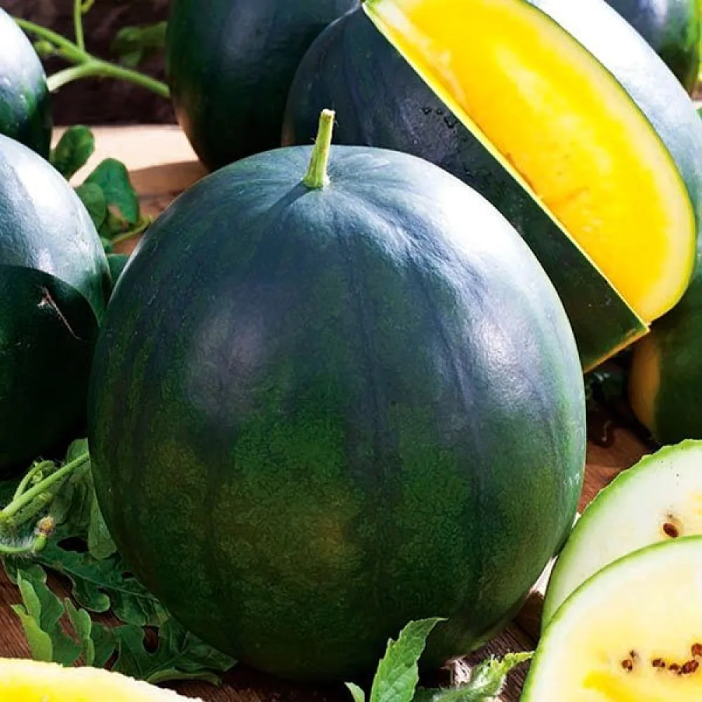 Vattenmelon 'Janosik' 3–4 kg