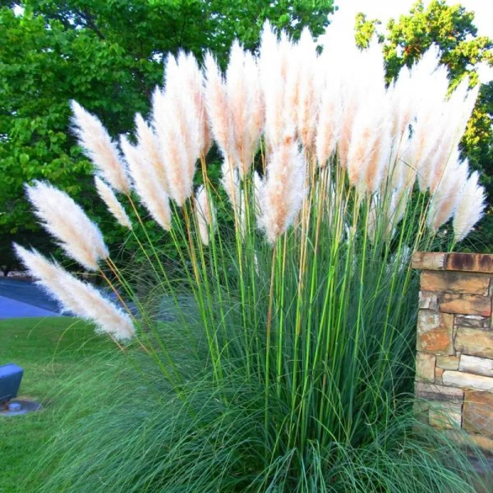 Pampasgräs 'Pampas Plume' vit